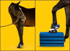 Adidaşii pentru cai