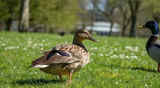 Persoana infectată este un angajat al unei ferme de păsări