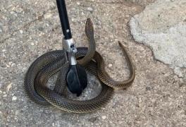 Un slătinean s-a trezit în casă cu un șarpe de 2 metri. Îngrozit, a sunat la 112: "Vă rog să trimiteți pe cineva aici!"