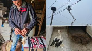 barză salvată în Poiana Stampei, Suceava