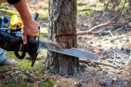 Un bărbat de 36 de ani din Roşia Montană a murit lovit în cap de un copac pe care-l tăia