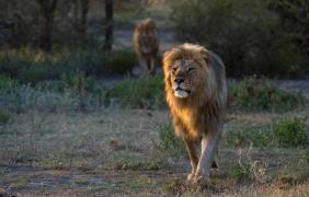 Un pui a fost tranchilizat pentru a fi adus înapoi