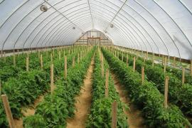 (P) Cât de avantajos este să îți amenajezi o seră sau un solar?