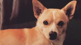 Gino, cel mai bătrân cățel din lume