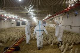 Alertă la frontiera cu România. Ungaria a descoperit un caz de gripă aviară înalt patogenă H5N1