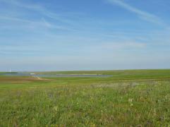 Salvia revelata – o nouă specie de plantă descoperită în România