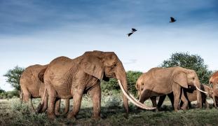 Secetă prelungită în Kenya