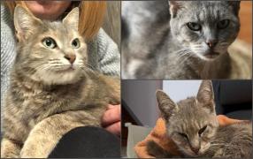 O pisică a mers 600 de kilometri ca să își regăsească familia. A străbătut, timp de 13 luni, jumătate din Franța ca să fie din nou alături de oamenii dragi