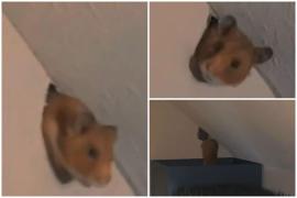 Hamsterul din vecini, intrus în casa celor două femei