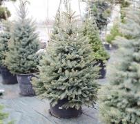 (P) 5 avantaje pe care le oferă un brad de Crăciun în ghiveci