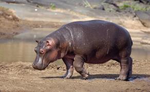 Micuțul a fost înghițit pe jumătate, înainte ca animalul să-i dea drumul