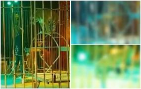 Incident grav la un circ din Italia: Îmblânzitor atacat de unul din tigrii cu care lucra. Animalul s-a năpustit pur şi simplu asupra bărbatului