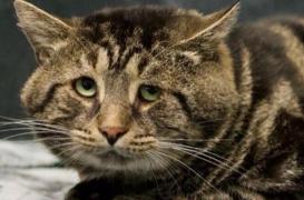 Fishtopher, "cea mai tristă pisică din lume"