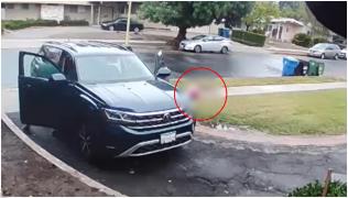 Momentul în care o fetiţă de 2 ani a fost atacată de un coiot, chiar în faţa casei