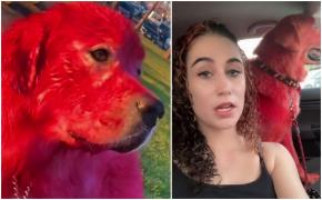 Reacţia tinerei acuzate că şi-a traumatizat câinele, după ce i-a vopsit blana roşie
