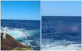 ”Cineva tocmai a fost mâncat de un rechin”. Momentul în care un bărbat este ucis de un rechin alb, în apropierea unei plaje din Sydney