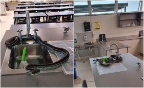 Momente de groază într-o sală de clasă. Un piton a semănat panică în rândul profesorilor şi elevilor şcolii din Australia
