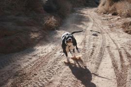 Un procuror din Alba Iulia a clasat cazul unei femei sfâşiate de un pitbull