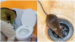 Invazie de şobolani uriaşi: se strecoară prin ţevi şi ajung în case prin vasul de toaletă. "Nimeni nu e în siguranţă", sunt avertizaţi englezii