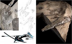 Fosilă de pterozaur, descoperită în Scoţia