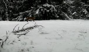 Imagine rară surprinsă în Parcul Naţional Retezat: Mamă râs, la plimbare cu puii săi
