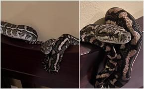 ''Cel mai mare coșmar!'' Clipe de panică, după ce o mamă a găsit un şarpe înfăşurat în jurul patului băiețelului ei, în Australia