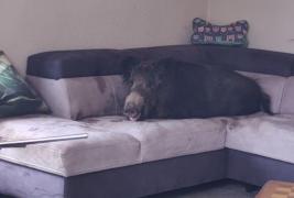 "Nu, nu e o glumă". O femeie din Germania s-a trezit cu un porc mistreţ pe canapeaua din sufragerie