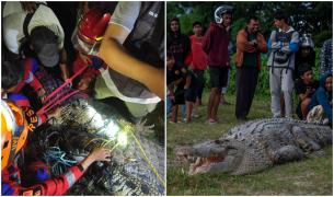 Crocodilul care a avut un cauciuc blocat în jurul gâtului timp de 6 ani a fost în sfârșit eliberat de un sătean din Indonezia