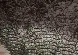 O femeie din Brazilia a descoperit că are casa „invadată”, după ce s-a întors de la spital unde fusese internată pentru o vreme