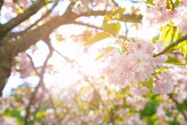 Prognoza meteo pentru 21 martie -18 aprilie. Temperaturile vor fi normale pentru această perioadă. Se încălzeşte de la jumătatea lunii aprilie