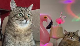 Stepan, cea mai faimoasă felină a Ucrainei, a fugit din calea războiului.