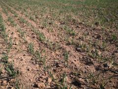 Cea mai gravă și lungă secetă din ultimii 25 de ani. Agricultorii din Arad și Moldova se tem că recolta va fi dezastru anul acesta