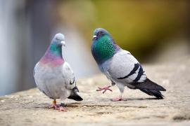 Un tânăr din Braşov, reţinut după ce a furat 90 de porumbei. Paguba se ridică la 7.000 de lei