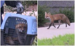 Politician american, atacat de o vulpe în curtea Capitoliului SUA. Bărbatul s-a apărat cu umbrela, dar tot a fost muşcat