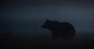 urs noaptea în pădure