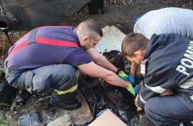 O căţeluşă captivă în smoală, salvată de pompieri după patru ore de intervenţie