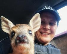 Un pui de căprioară a fost salvat de poliţiştii din oraşul Târgu Ocna