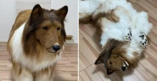 Momentul în care japonezul îşi îndeplineşte visul şi îmbracă costumul