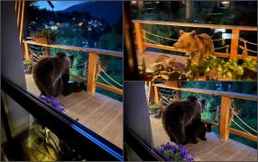 Managerul public din Sinaia s-a trezit pe terasa casei cu o ursoaică cu pui: "Nu-i de glumă! Senzația crește pulsul"