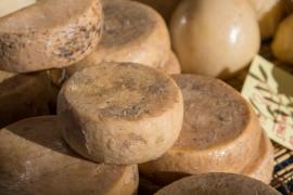 Brânza casu marzu, produsă în Sardinia