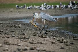 Cercetătorii estimează o scădere de 30% a precipitațiilor din Chile în următoarele trei decenii.