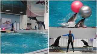 delfini din Ucraina, la Delfinariul din Constanţa