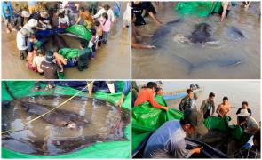 Un pește uriaș, de 300 de kilograme, a fost pescuit în fluviul Mekong din Cambodgia.