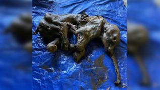 Pui de mamut aproape perfect mumificat, de acum 30.000 de ani, descoperit de mai mulți muncitori din Canada