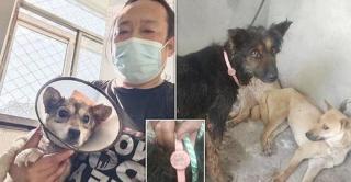 Aproape 400 de câini, mulţi dintre ei furaţi, au fost salvaţi dintr-un camion care se îndrepta către controversatul festival din China