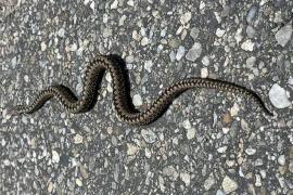 Viperele şi-au făcut apariţia pe Transfăgărăşan