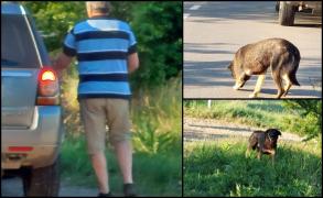 Bărbat amendat cu 12.000 de lei pentru că și-a abandonat câinele. "A deschis portbagajul, a scos un câine din sac şi i-a dat drumul"