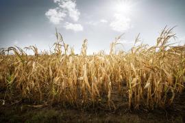 Pericol de secetă extremă în mai multe zone din ţară. Prognoză specială pentru următoarea săptămână