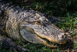 Un bărbat din Florida, mușcat de un aligator, după ce a confundat reptila cu un câine