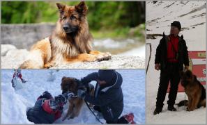 Haiduc, un ciobăbesc german, alături de salvamontistul Dan Duca